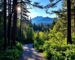 Warum dir regelmäßiges Wandern Energie gibt