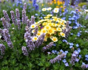 Welche Blumen passen gut zu Thymian?