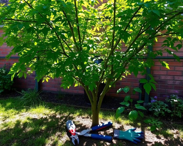 Wie pflegt man einen Spalierbaum richtig?