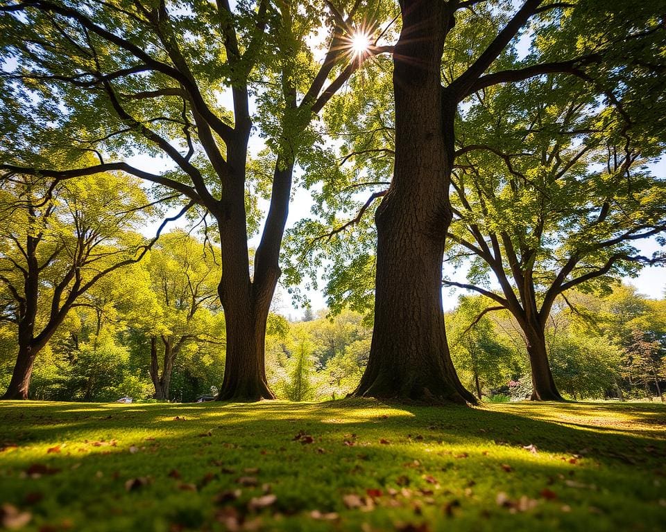 Wie entsteht ein natürlicher Schattenplatz unter Bäumen?